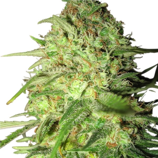 Special Queen n. 1 - feminizovaná semínka 10 ks Royal Queen Seeds