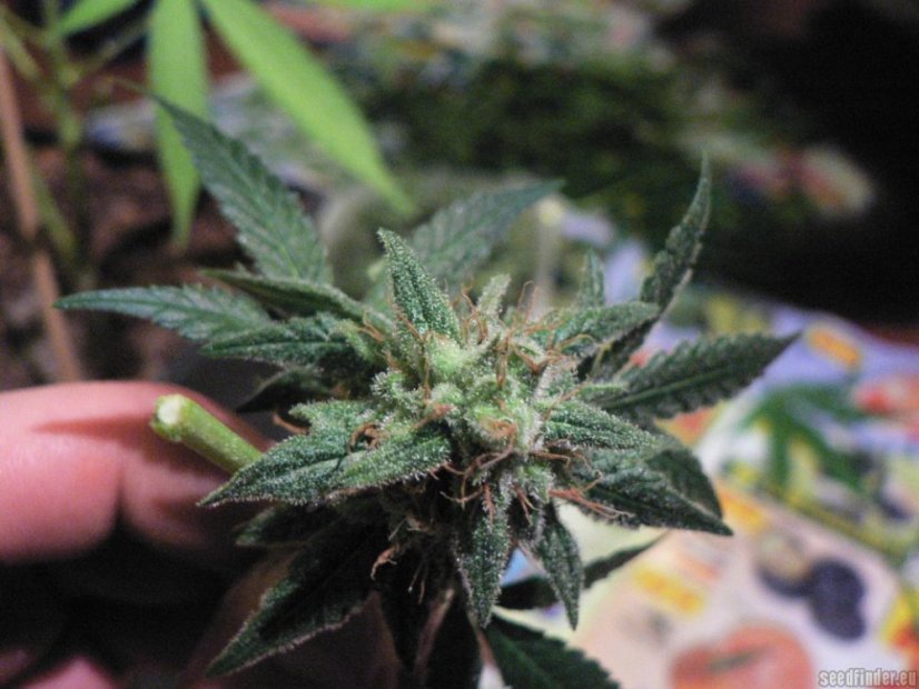 Jack Flash N.5 5 ks feminizované semená Sensi Seeds