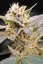 CBDelight - feminizovaná semienka 10ks Paradise Seeds