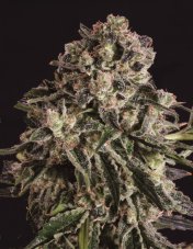 Super CBDx Black Critical x SCBDX feminizovaná semena