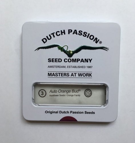 Auto Orange Bud® - nasiona samokwitnące 3szt Dutch Passion