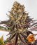 GELATO 45 feminizované semienka 3 Ks