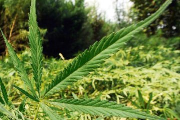 Wahrnehmung von Cannabis als stigmatisierte Droge