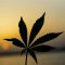 How Cannabis Attitudes Have Changed Over Time in the Czech Republic
