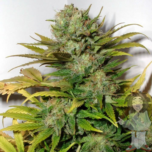 Super Skunk -  feminizovaná semínka 10 ks Sensi Seeds