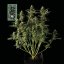 White Widow - automatycznie kwitnące feminizowane nasiona konopi 10 szt, Seedsman