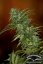 Skunk 1 - Standardized Seeds 10 pcs Dutch Passion