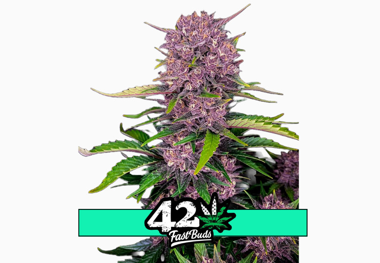 Purple Lemonade Auto  - samonakvétací semena marihuany 10 ks Fast Buds