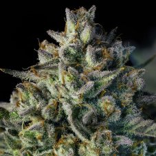 Silent Seeds Mac Dawg XXL Auto samonakvétací semena