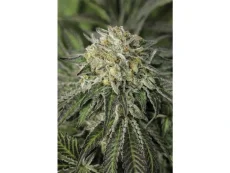 Humboldt Sour Diesel Feminizované Semená - 5