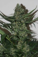 Green Poison - Feminized Seeds 3ks Sweet Seeds