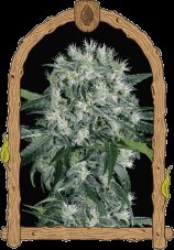 Pink Hokkaido - feminizované semená, 10 ks, Exotic Seed