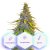 Zenergy CBD - 5pcs feminized Cannapio seeds