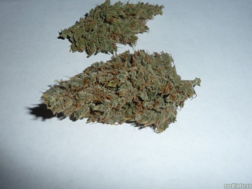 Amnesia Lemon – feminizovaná semínka 5 ks Barney´s Farm