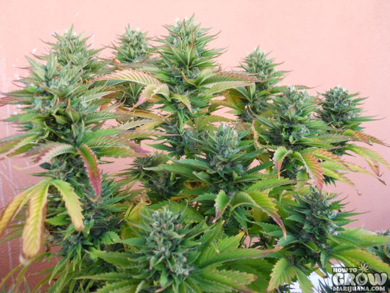 Jack 47 – feminizované semienka 10 ks Sweet Seeds