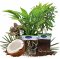 Benefits of Coconut Cultivation
