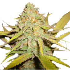 O.G. Kush - feminizovaná semínka 3 ks Royal Queen Seeds