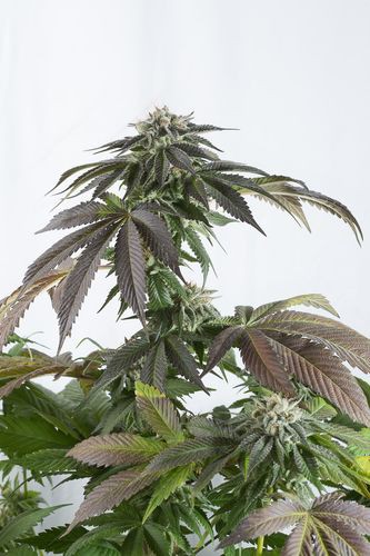 Bubba Kush CBD - 5 Feminized Dinafem Seeds