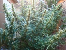 Angels Breath - 18 ks (Mango Haze x Afghan Haze) štadnardizovaná semienka Mr. Nice
