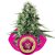 Power Flower - nasiona feminizowane 3 szt. Royal Queen Seeds