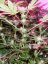 Jack 47 – feminizované semienka 10 ks Sweet Seeds