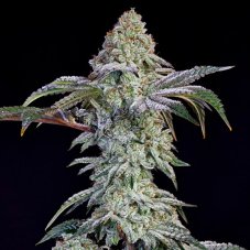Ethos Genetics Grandpas Cookies nr.6 S1 feminizovaná semena