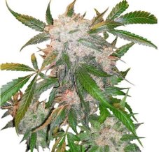 White Widow - feminizované semená 10 ks Dutch Passion