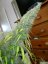 Amnesia Haze 10 ks (Indoor), regulárny semená Hy-Pro