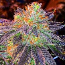 Fair Seeds Auto Zkittlez samonakvétací semena