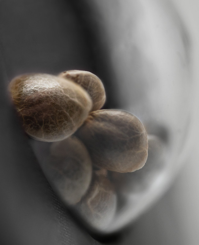 Cashew Kush - feminizované semienka konope 3 ks, Sensi Seeds