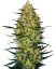Caramellow Kush Automatic - autoflowering semená konope 5 ks, Sensi Seeds