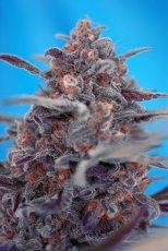 Devil Cream Auto - feminisierte und selbstblühende Samen 5 Stück Sweet Seeds