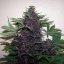 Purple Kush - feminizované a samonakvitacie semienka Buddha Seeds