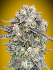 Mimosa Auto - Prémium Autoflowering Magok, 3db 00 Seeds