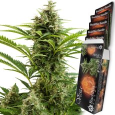 Vesta auto - feminizovaná semena, 3 ks, Buddha Seeds