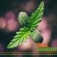 7 Interesting about the Endocannabinoid System