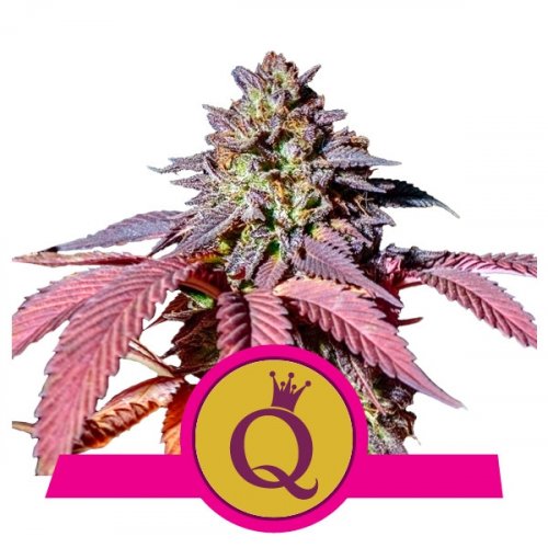Purple Queen - feminizovaná semínka 5 ks Royal Queen Seeds