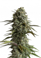 Original Skunk Auto Feminizowane Nasiona - 1