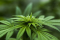 Find out what yields autoflower cannabis can have