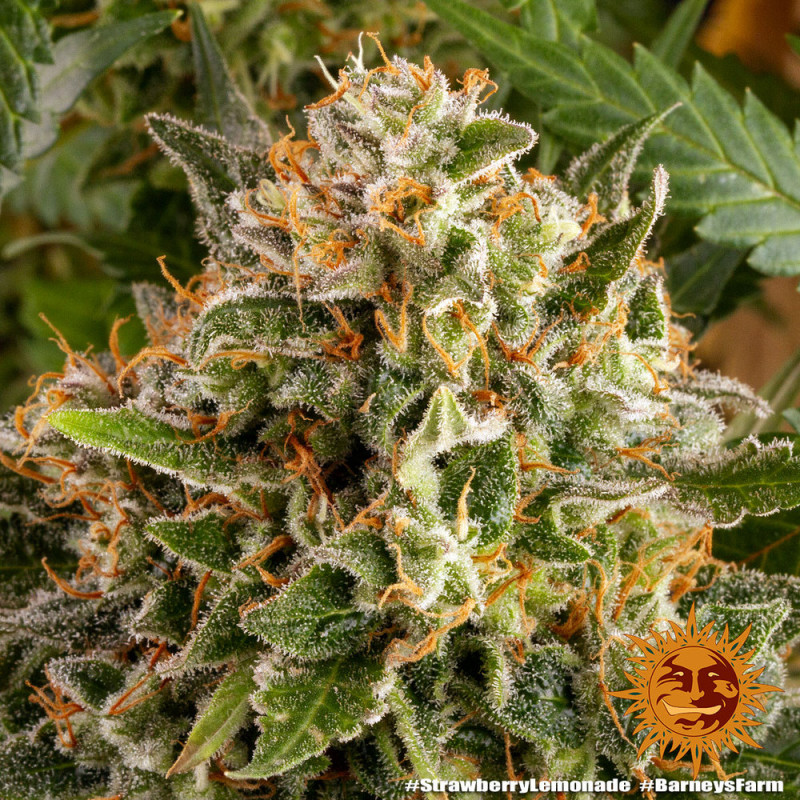 Strawberry Lemonade - feminizovaná semená marihuany 3 ks Barney´s Farm