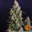 Strawberry Cheesecake Auto - Autoflowering Marihuana Samen 3 Stück Barney's Farm