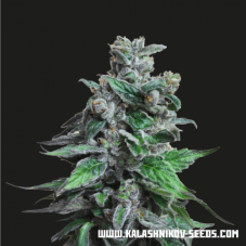 Kalashnikov Seeds Moscow Blueberry nasiona feminizowane