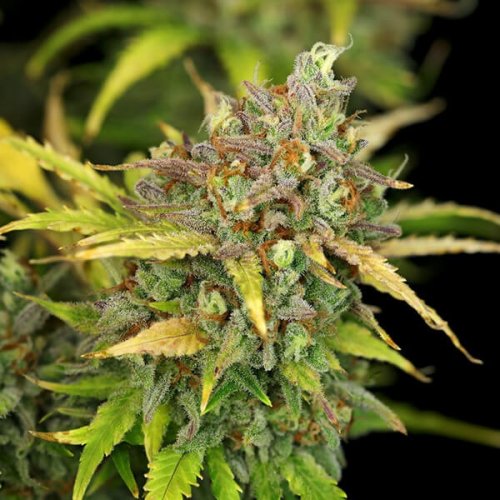 Sweet ZZ Automatic - fem. and self-flowering seeds 10 pcs Royal Queen Seeds