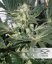 CBD Skunk Haze®- feminizované semená 10 ks Dutch Passion