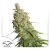 Desfrán - nasiona feminizowane autoflower 7 szt Dutch Passion
