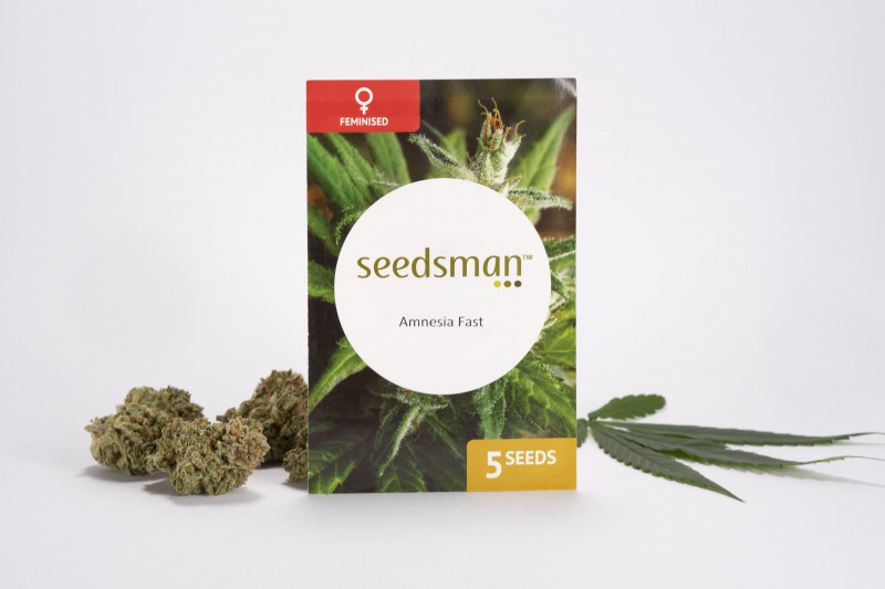 Amnesia Fast - feminizovaná semínka 5 ks Seedsman