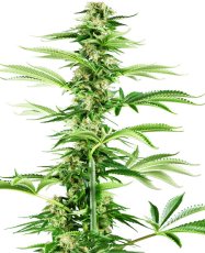 Honig Melone Haze - feminisierte Hanfsamen 5 Stück, Sensi Seeds