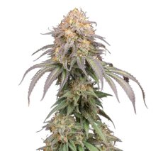 Mandarin Panties Auto - autoflower Hanfsamen 3 Stück Seedstockers Superior