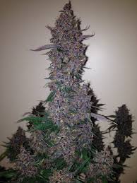 Dark Devil Auto - feminizovaná a samonakvétací semínka 3ks Sweet Seeds