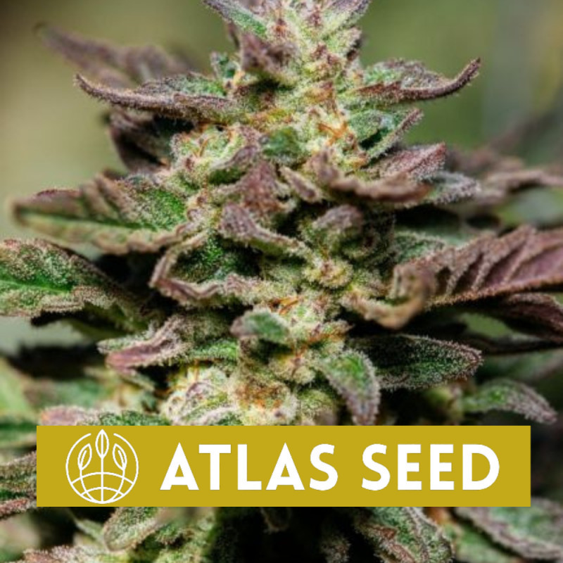 Dosidos Fast Version Feminisierte Samen 5pcs Atlas Seed 9051